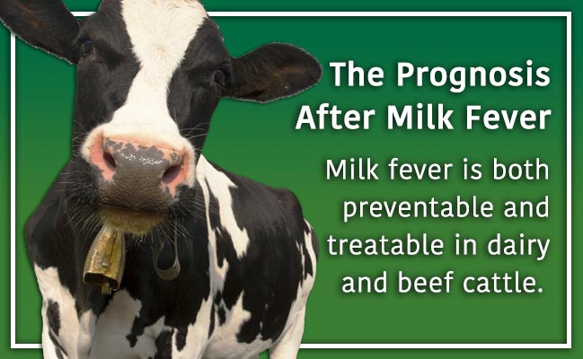 treating milk fever