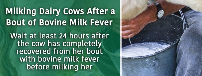 milk fever in cows