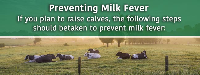 how to prevent milk fever in cows