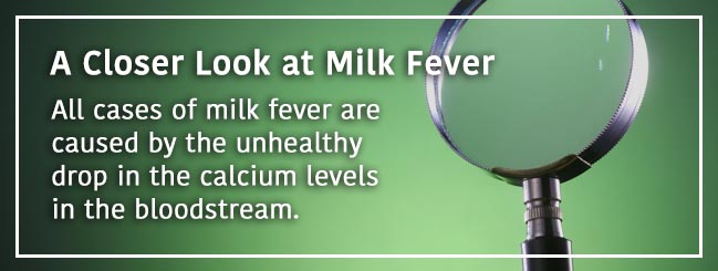 milk fever in beef cattle