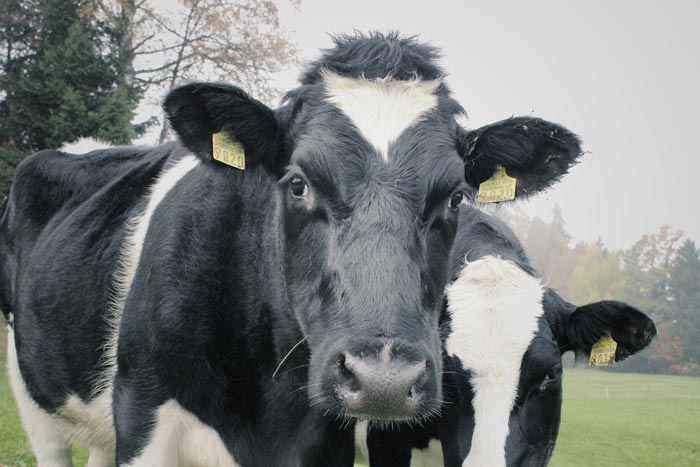 Setting Beef Cows Up to Produce the Best Colostrum for Calves