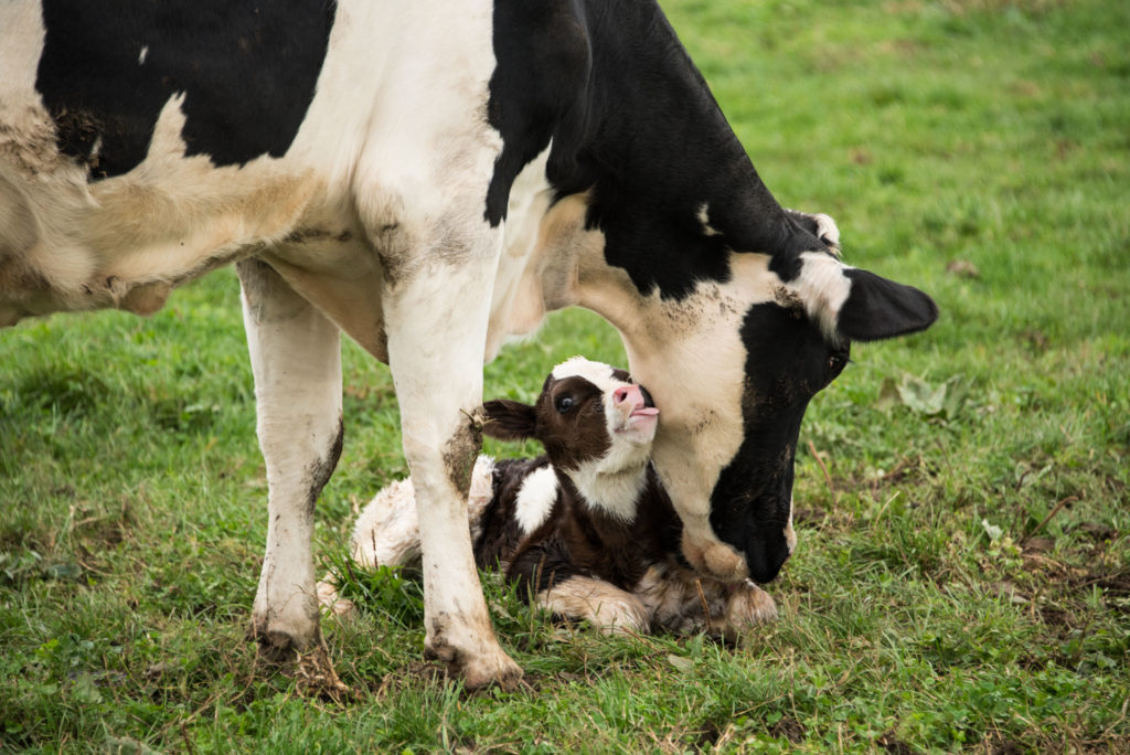 A baby calf with its mother