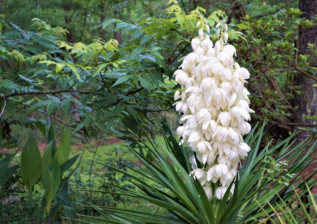 Yucca plant flower