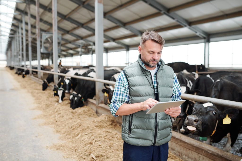 Male worker of contemporary animal farm using digital tablet while searching for online information about new kinds of food for milk cows