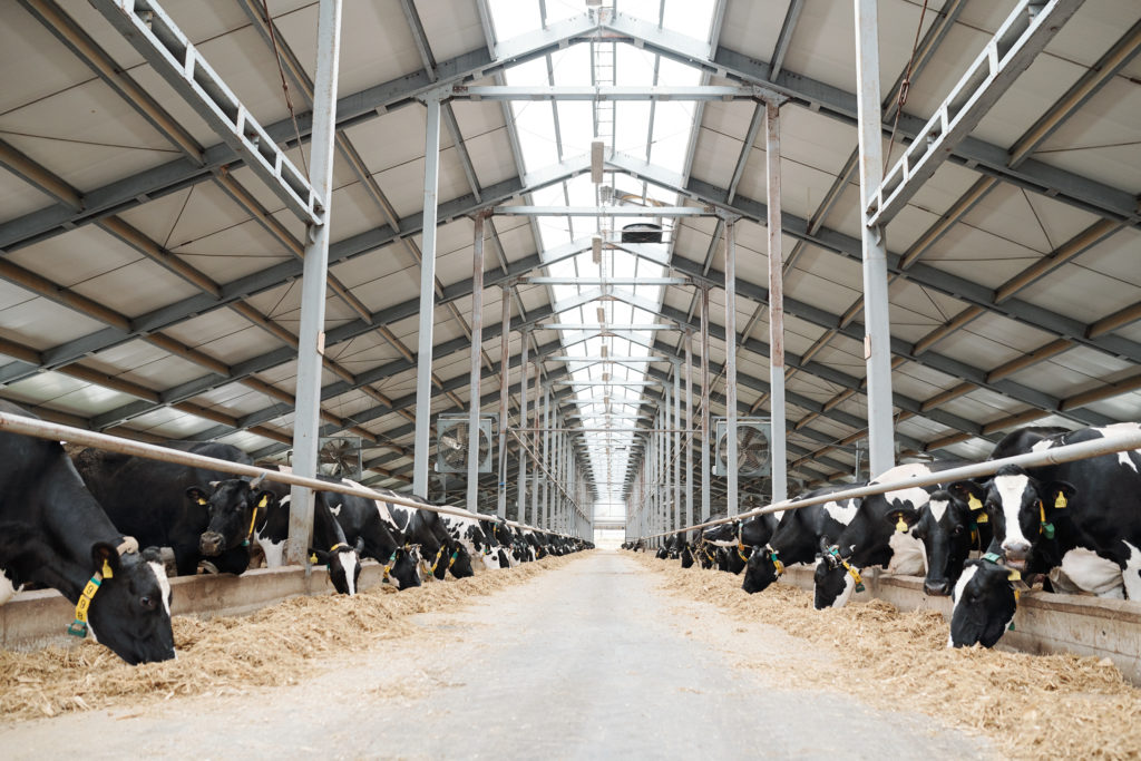 Two long rows of livestock eating hay inside large contemporary farmhouse without any workers or staff around