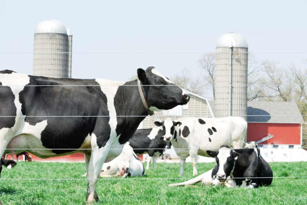 Holsteins and Silos