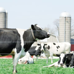 Holsteins and Silos