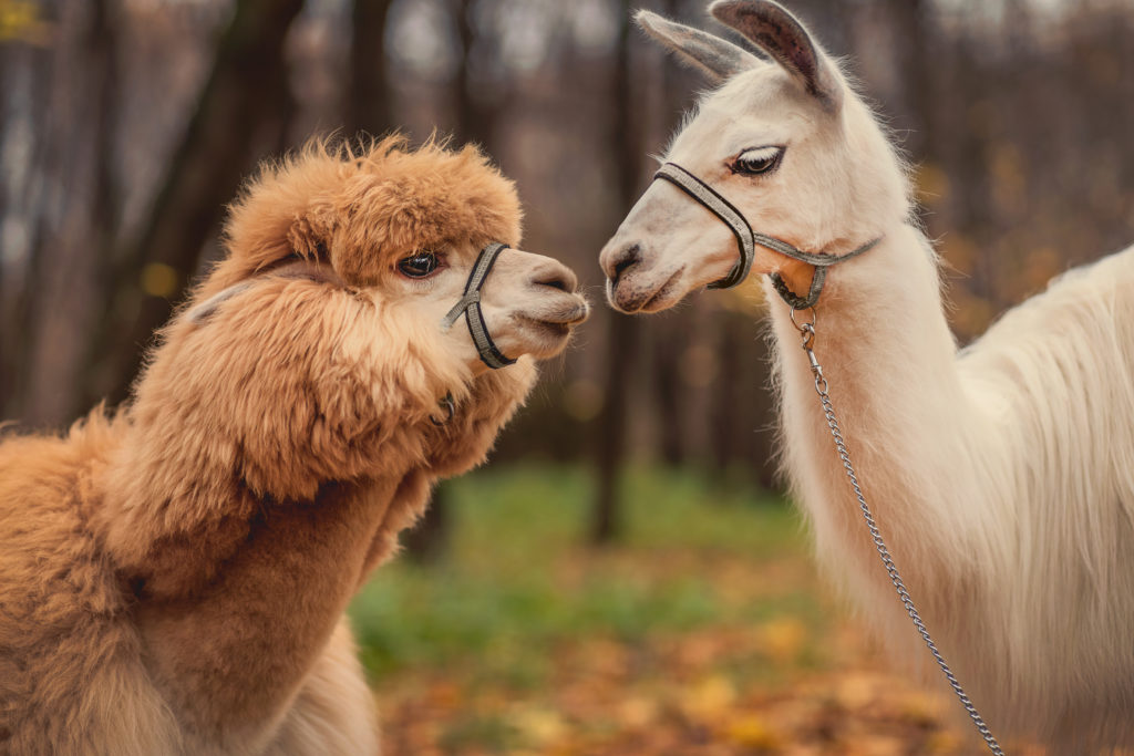 Alpaca and llama kiss.