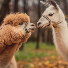 Alpaca and llama kiss.