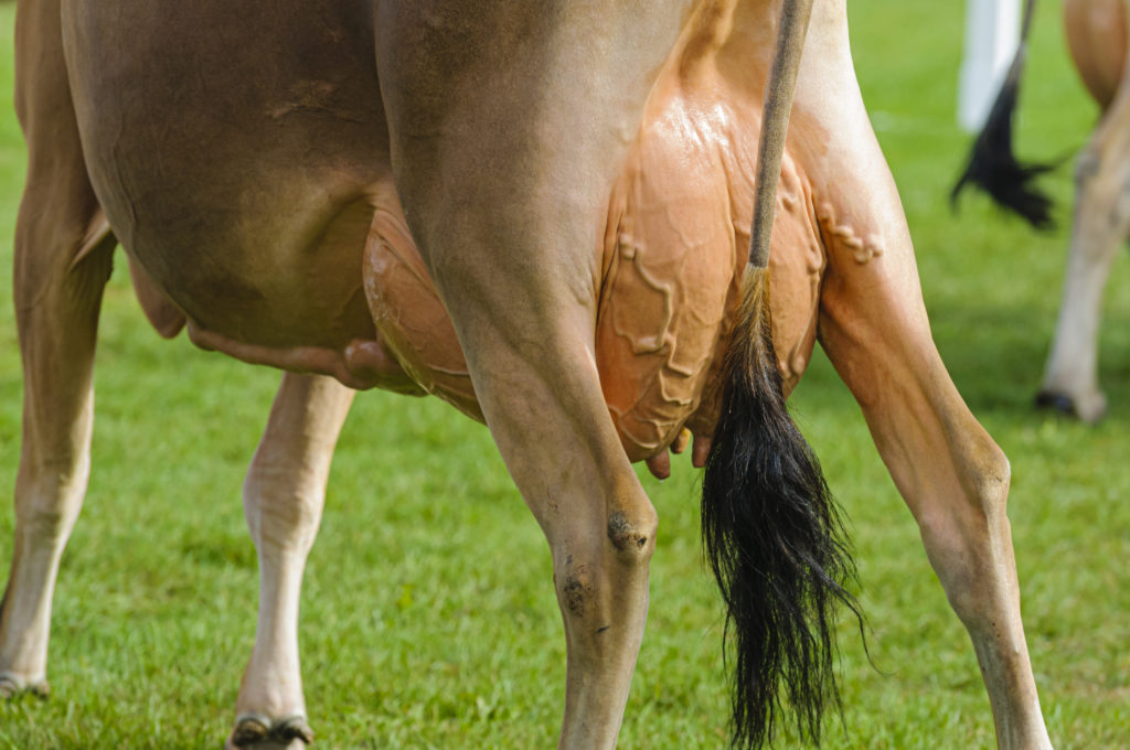 Large udder of a jersey cow