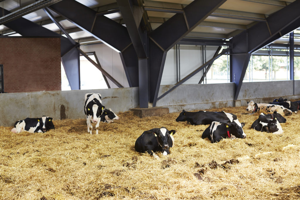 Cows lying in straw in barn