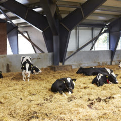 Cows lying in straw in barn