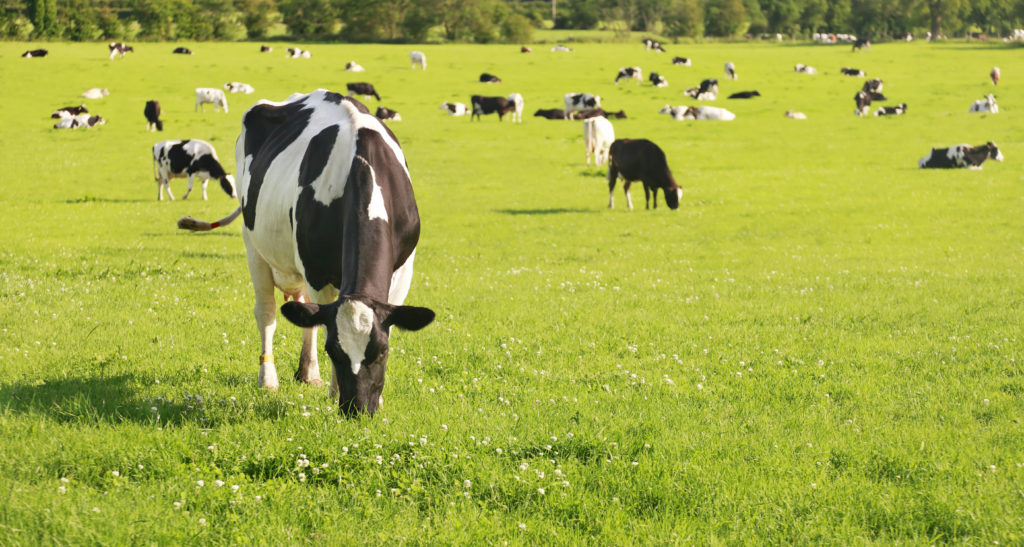 Dairy cattle grazing in a summer meadow.