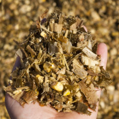 A close up of corn silage in a farmers hand