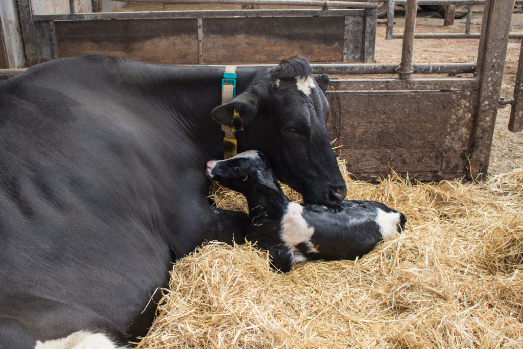 Dairy cow and newborn.