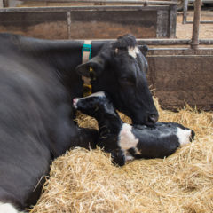 Dairy cow and newborn.