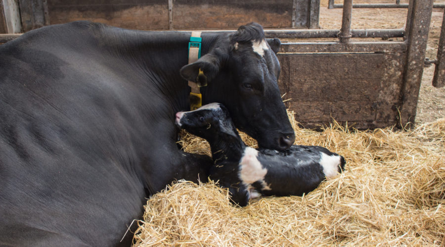 Promoting Cow Health After Calving featured image
