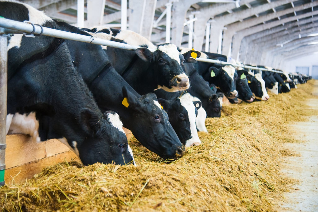 Cows in a farm's cowshed