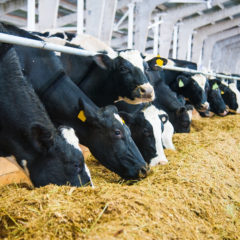 Cows in a farm's cowshed
