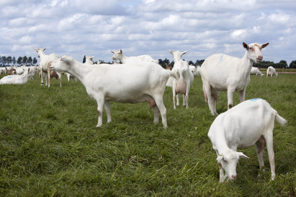 white goats in green grassy dutch meadow 