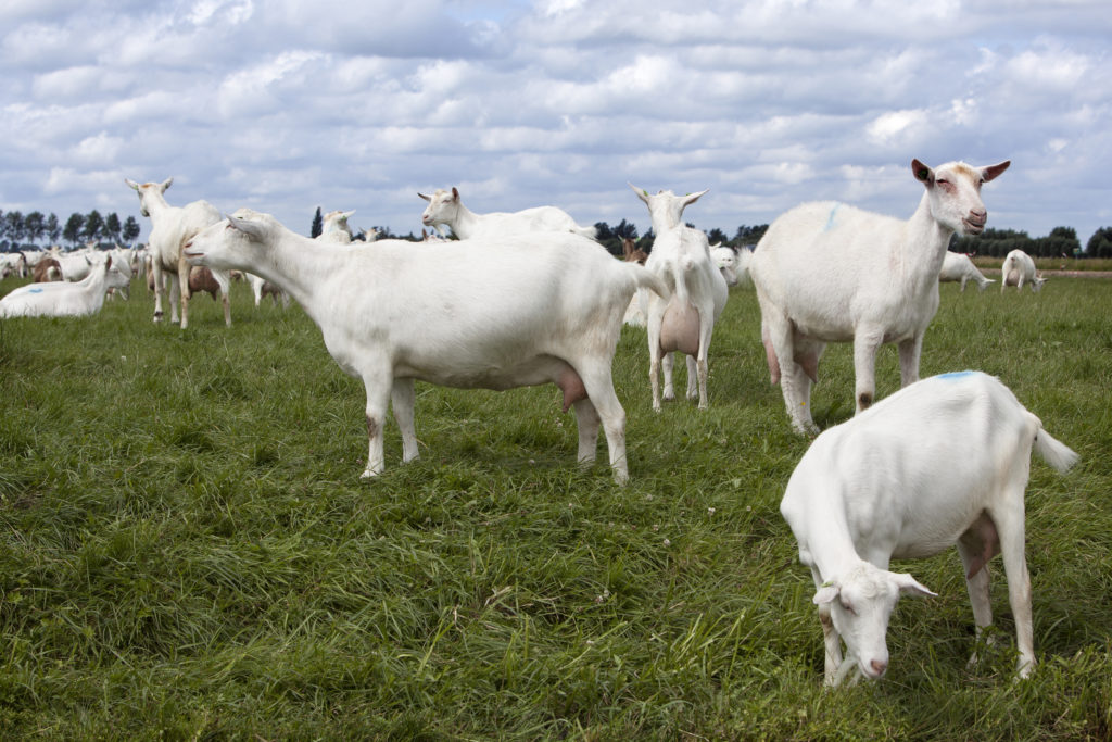 Raw Goat Milk - Dutch Meadows Farm