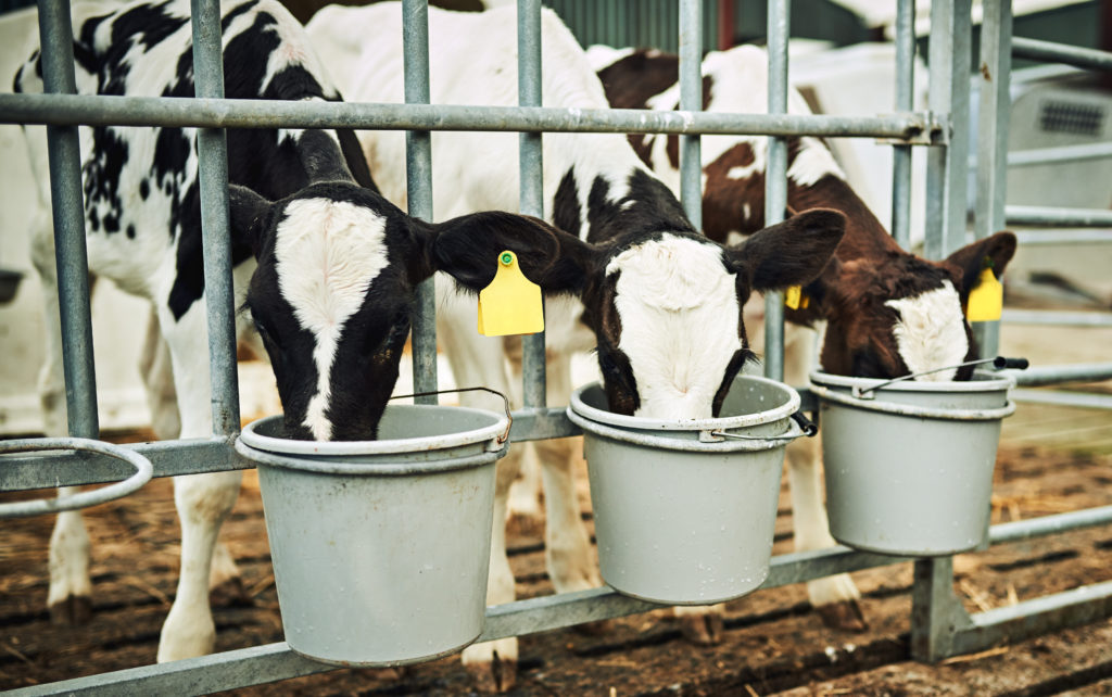 Cropped shot of three calves drinking milk from buckets on a dairy farm