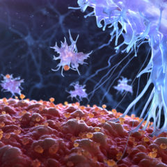 immune cell in action